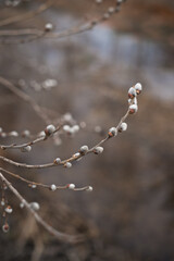 A branch with water drops on it. 5556