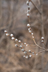 A willow branch with water drops on it. 5562