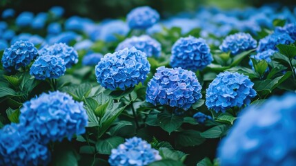 blue hydrangeas, forming a cool and refreshing floral backdrop generative ai