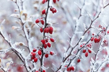 Zima mróz i szron na gałęziach i czerwone jagody - obrazy, fototapety, plakaty