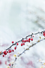Zima mróz i szron na gałęziach i czerwone jagody