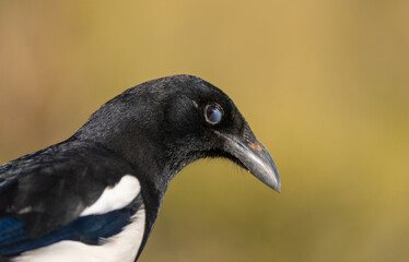 nictitating membrane, eurasian magpie portrait	