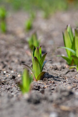 Lilium orientalis flowers starting to grow, first leaves on the ground in the dirt during springtime season