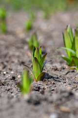 Lilium orientalis flowers starting to grow, first leaves on the ground in the dirt during springtime season