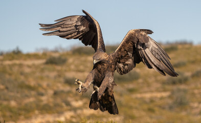 the majestic golden eagle landing