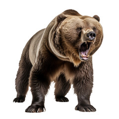 Obraz premium Majestic Grizzly Bear Roaring - Isolated on Transparent Background