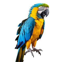 Obraz premium Vibrant Blue and Yellow Macaw Parrot Full Body Illustration on Transparent Background - Royalty-Free Stock Image