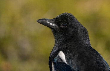 The eurasian magpie portrait	