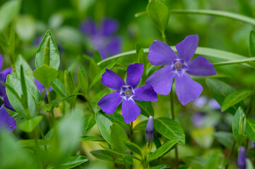 Vinca minor lesser periwinkle ornamental flowers in bloom, common periwinkle flowering plant, creeping flowers