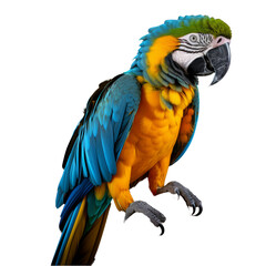 Fototapeta premium Vibrant Blue and Yellow Macaw Parrot - Full Body Isolated Illustration on Transparent Background