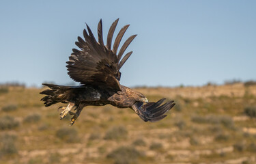 the majestic golden eagle in flight	