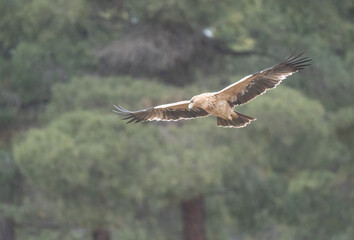 the majestic spanish imperial eagle in flight
