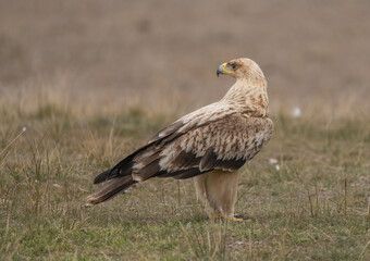 Fototapeta premium the majestic spanish imperial eagle 