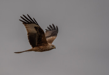red kite looking for its next prey from the air	