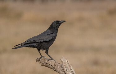 Carrion Crow on the branch