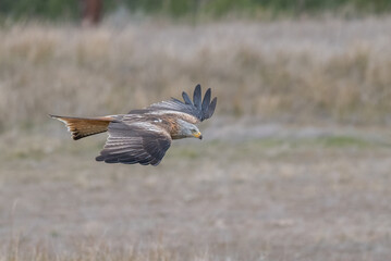 red kite in flight, spain	