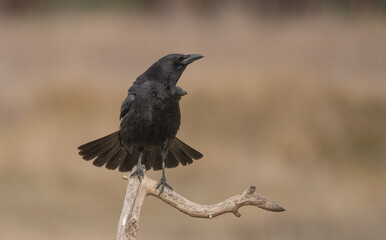 Carrion Crow on the branch	