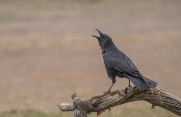 Carrion crow singing on the branch	