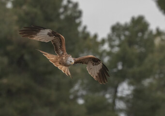 red kite in flight, spain	