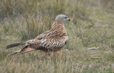 red kite on the ground, spain	