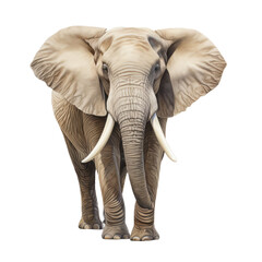 Lifelike Elephant Isolated on Transparent Background - Digital Illustration