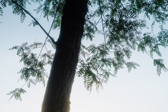 Cyprus Twilight: Serene leaves in the dusk