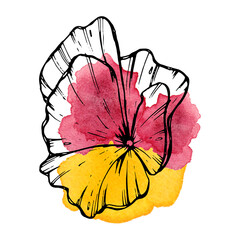 Black contour flower on a watercolor stain. Viola. Watercolor illustration of pansies. Pink-yellow spot. For design of posters, stickers, backgrounds, cards