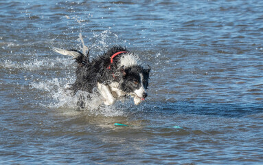 border collies running in the beach	