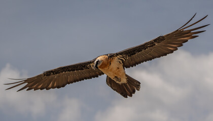 bearded vulture in flight over the pyrenees mountains	