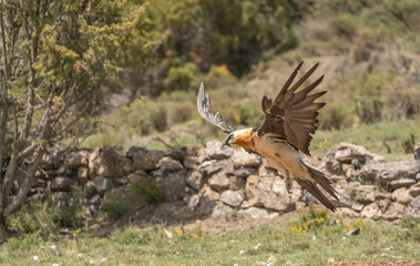 bearded vulture in flight over the pyrenees mountains	