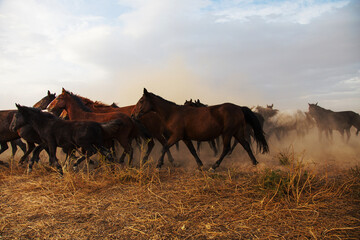 Fototapeta premium Landscape of wild horses running at sunset with dust in background.
