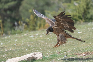 young bearded vulture landing in the pyrenees mountains	
