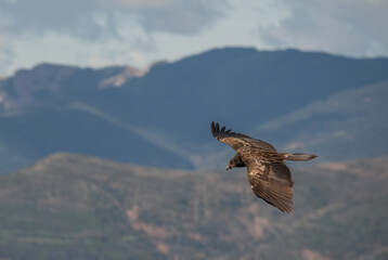 young bearded vulture in flight over the pyrenees mountains	