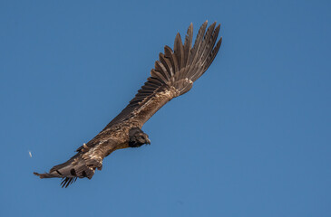 young bearded vulture in flight over the pyrenees mountains	