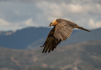bearded vulture in flight over the pyrenees mountains	