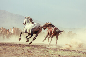 Landscape of wild horses running at sunset with dust in background. © FATIR29