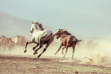 Landscape of wild horses running at sunset with dust in background.