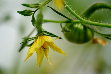 Tomatenpflanze, Blüte, Makro, gelb, grün, unreif. Tomato, bicolor, flower, macro, yellow, green,...