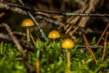 grzyb,  roślin, mech, zieleń, dzika, makro © Marek