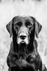 Fototapeta premium black labrador retriever