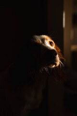 spaniel dog in the dark