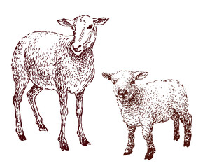 Hand drawing of domestic sheep with cute little lamb, vector illustration isolated on white - 712722484