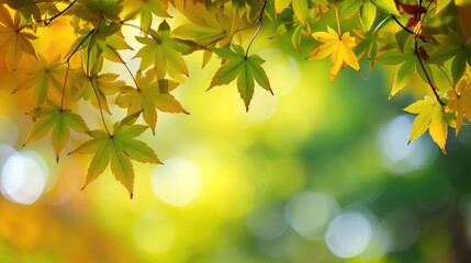 The background image that is green, the colors of the autumn leaves are perfect, suitable for seasonal use.