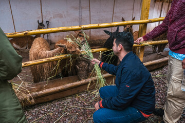 turista alimentando a una alpaca bebe, turista alimentando a una llama bebe