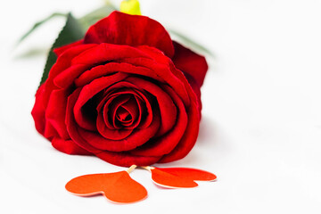rosa rossa su sfondo bianco con due cuoricini davanti a san valentino
