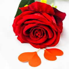 rosa rosa romantica con due cuoricini rossi a san valentino