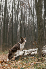 border collie dog in the woods