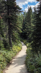 Fototapeta premium Walking Trail Around Swiftcurrent Lake of Many Glacier in Glacier National Park