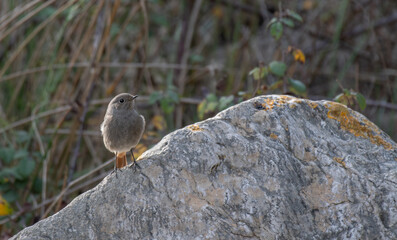 Obraz premium The female of the black redstart on the rocks 