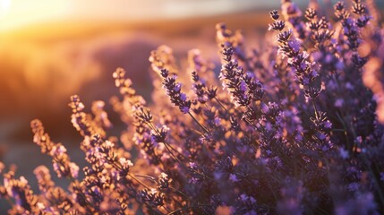 Lavender field Summer sunset landscape with tree. Blooming violet fragrant lavender flowers with sun rays with warm sunset sky - obrazy, fototapety, plakaty